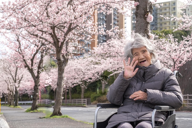 Donne giapponesi sopra i 90 anni e fiori di ciliegio
