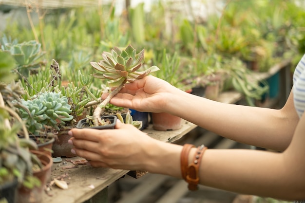 Donne mano che tiene succulente in vasi di argilla e plastica in serra. Vendita di piante, piantine per la casa.