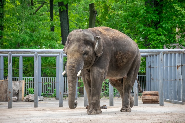 Dopo aver mangiato un elefante accatastato un grande mucchio di cacca