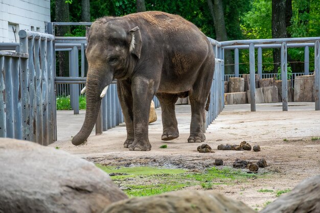 Dopo aver mangiato un elefante accatastato un grande mucchio di cacca