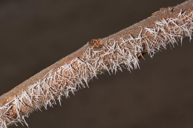 Dopo il disgelo, il gelo ha colpito e gli alberi sono stati coperti di brina.