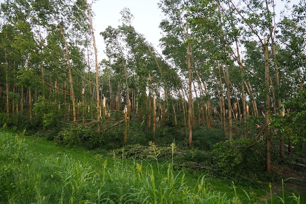 Dopo l'uragano 19 luglio 2023 parco Sremska Mitrovica Serbia Alberi rotti in disordine per le strade rami rotti tronchi piegati schegge e spazzatura Stato di emergenza dopo una tempesta catastrofica