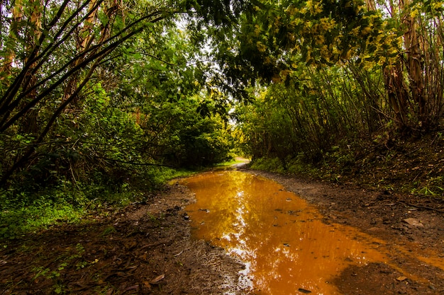 Dopo la pioggia vista di un campo forestale con alberi di mimosa, con un cielo nuvoloso.