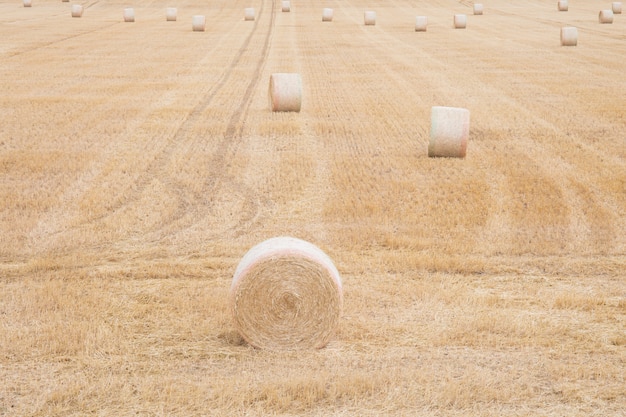 Dopo la raccolta del chicco di grano in estate Rotoballe di paglia