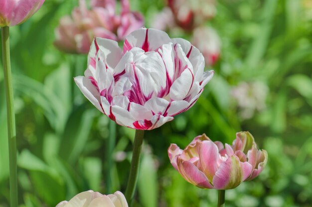 Doppio tulipano bianco con strisce rosse Carnaval de nice tulip