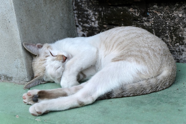 Dormire carino gatto marrone