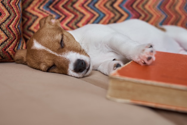 Dormire cucciolo sul divano con un libro