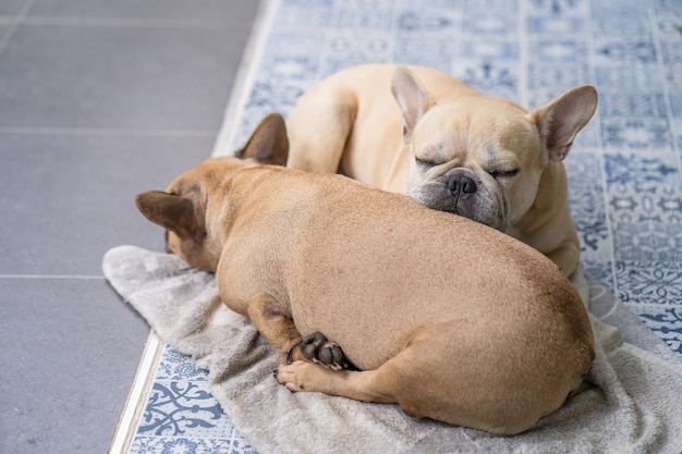 Dormire due simpatici bulldog francese al piano all'aperto.