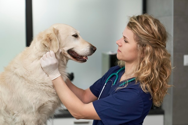 Dottoressa che esamina i cani nell'ufficio veterinario