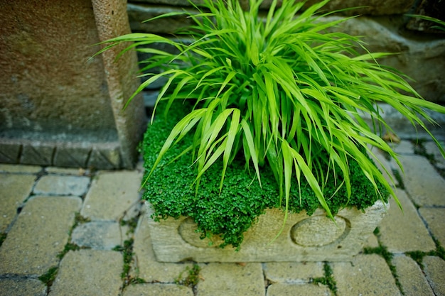 Dracaena di palma in una vasca sullo sfondo di pareti di pietra