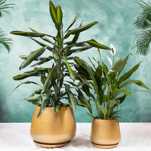 Dracaena fragrans Cintho e Peace Lily piantano in un vaso d'oro