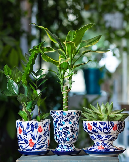 Dracaena fragrans massangeana, gemma di Zanzibar, succulenta in vaso dipinto a mano