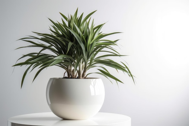 Dracaena In Una Pentola Bianca Su Uno Sfondo Bianco IA Generativa