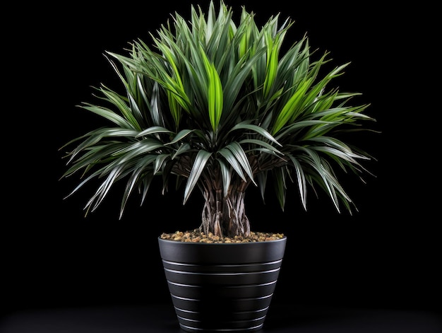 Dracaena Studio Shot isolato su sfondo trasparente AI generativa