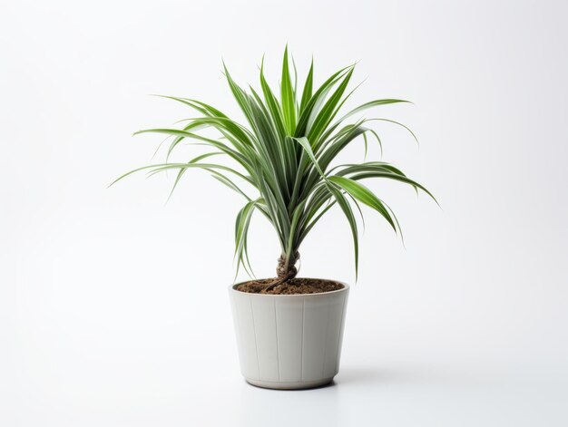 Dracena Marginata o pianta dell'albero del drago