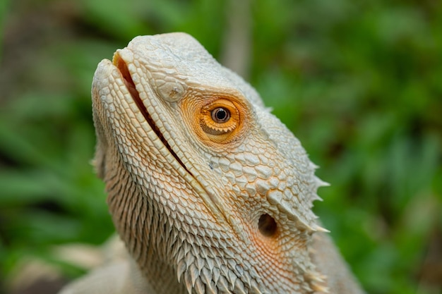 Drago barbuto a terra con sfocatura dello sfondo