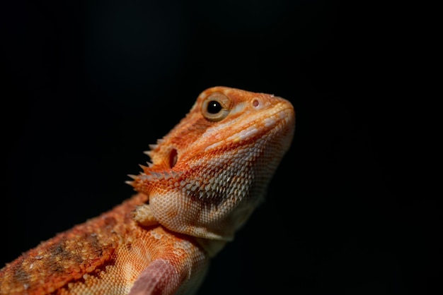 Drago barbuto a terra con sfocatura dello sfondo