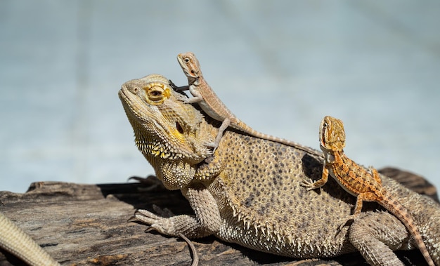 Drago barbuto a terra con sfocatura dello sfondo