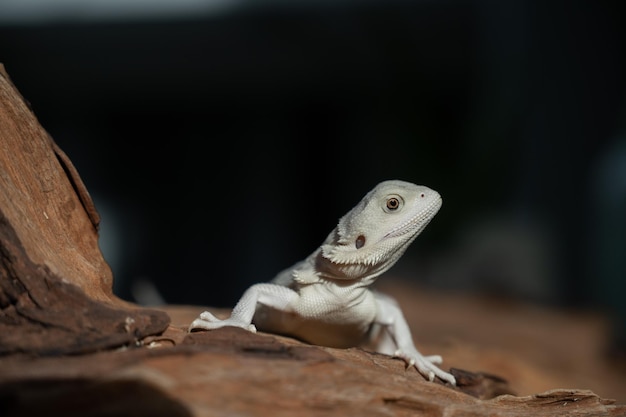 Drago barbuto a terra con sfocatura dello sfondo