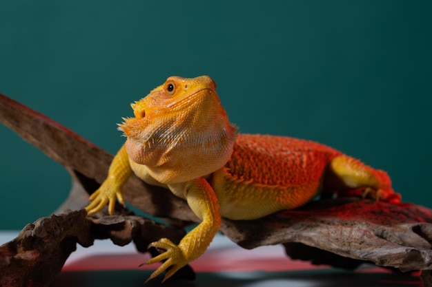 Drago barbuto a terra con sfondo colorato