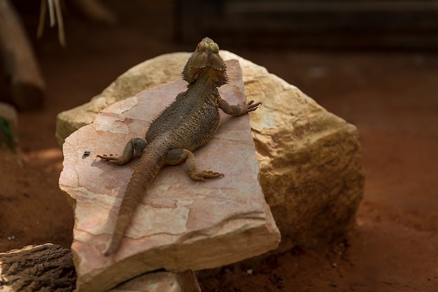 drago barbuto in un terrario scuro