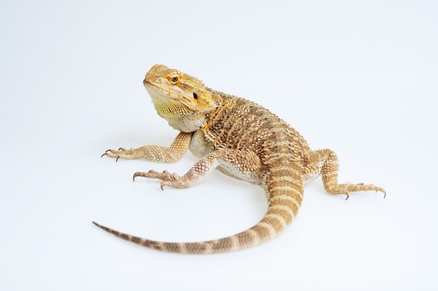 Drago barbuto su sfondo bianco