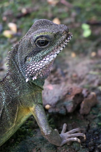 Drago d'acqua cinese (Physignathus cocincinus)