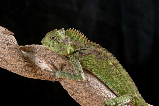 Drago della foresta di Sumatra in sfondo nero