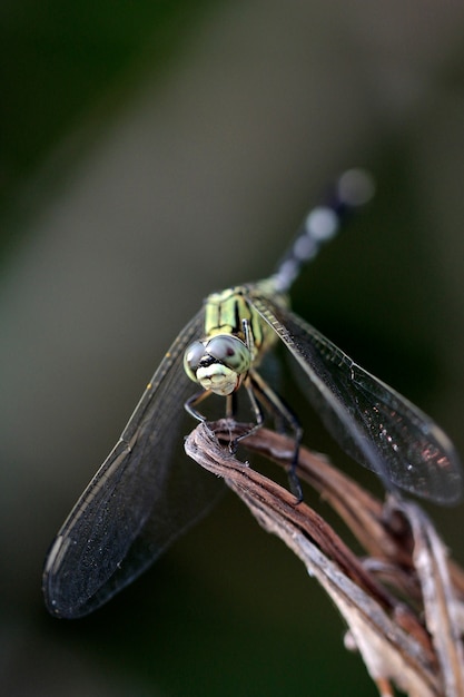 dragon fly