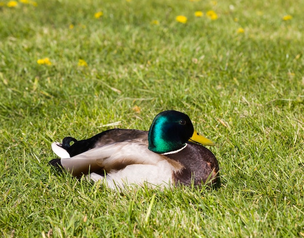 Drake anatra adulto che riposa nell'erba verde