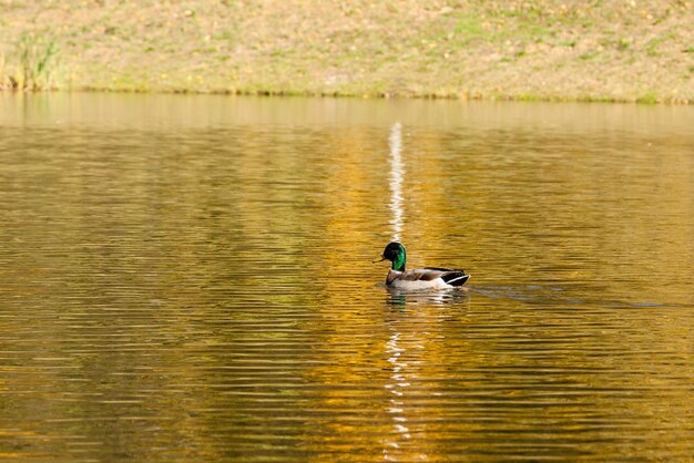 Drake naviga sul lago d'autunno