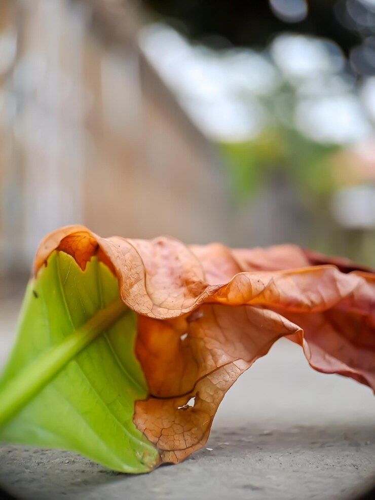 dried reddish brown leaf with intricate veins and a wavy texture resting on a concrete surface