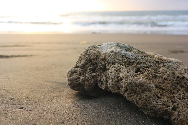 Drift legno sulla sabbia con sfondo spiaggia