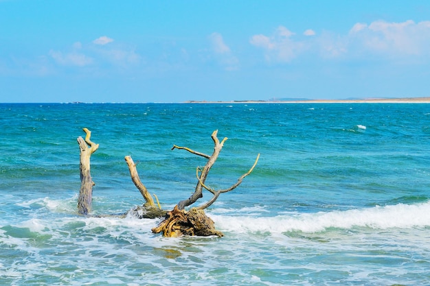 Driftwood a Is Arutas Sardegna