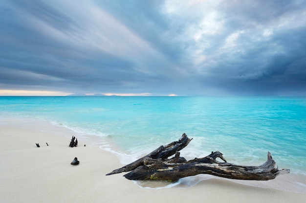 Driftwood della spiaggia caraibica con il cielo drammatico Antigua