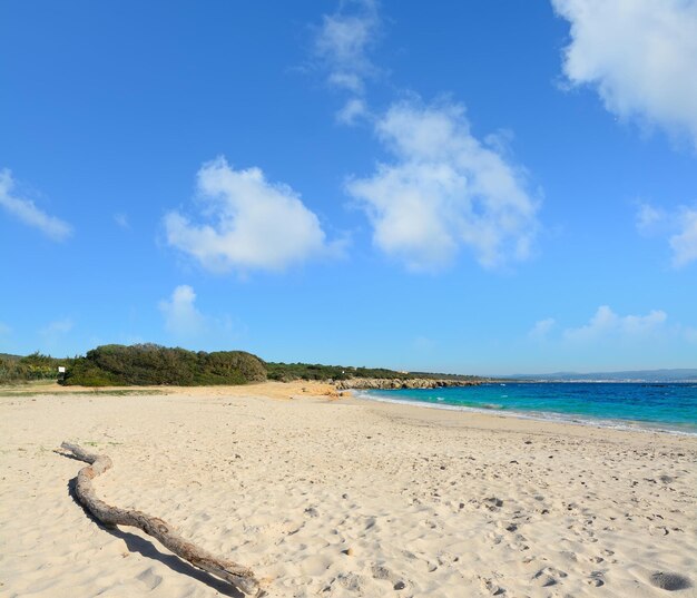 Driftwood nella spiaggia del Lazzaretto Girato in Sardegna Italia