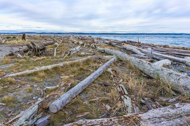 Driftwood si trova sulla riva di Port Townsend, Washington.