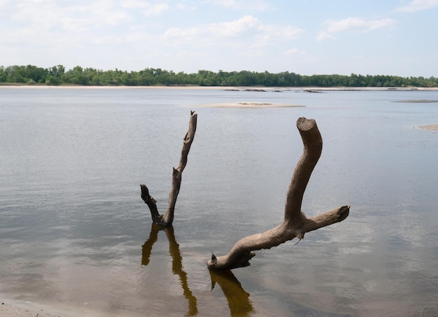 Driftwood sporge dall'acqua del fiume