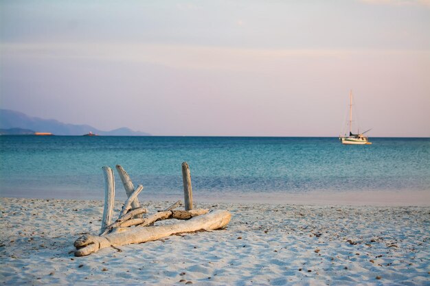 Driftwood su una spiaggia sabbiosa al tramonto