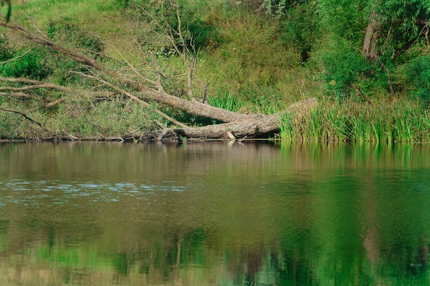 Driftwood sulla sponda del fiume. l'albero cadde nell'acqua. scenario