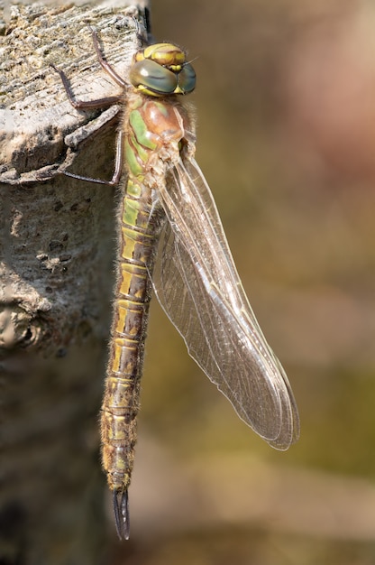 Drogonfly che riposa al sole