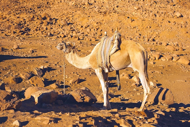 Dromedar cammello in background sabbie del deserto caldo Egitto Sinai