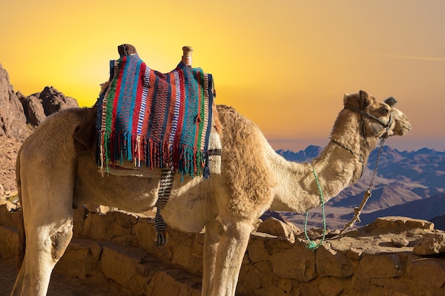 Dromedar cammello nelle sabbie di sfondo del caldo deserto Egitto Sinai