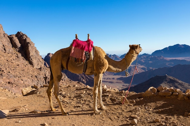 Dromedar cammello nelle sabbie di sfondo del caldo deserto Egitto Sinai