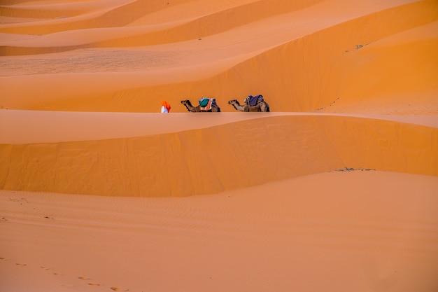 Dromedari nel deserto del Marocco