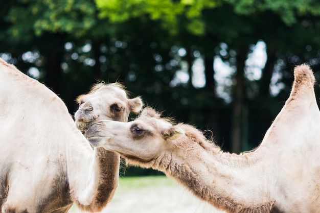 Dromedario con le sue due gobbe nella vita selvaggia