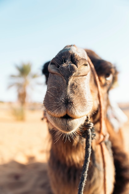 Dromedario del deserto del Sahara. Viaggio in Marocco.