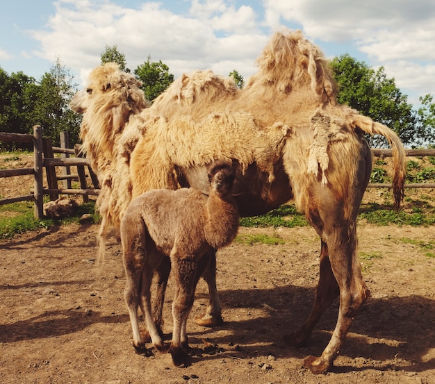 Dromedario madre con bambino