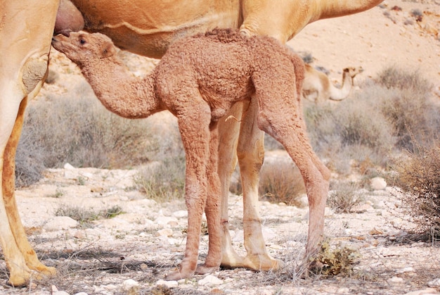 Dromedario madre con un neonato, cammello che allatta al seno dopo la nascita, deserto del Negev in Israele