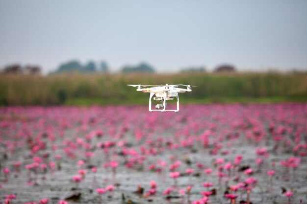 Drone aereo in bilico sul lago di loto rosa.